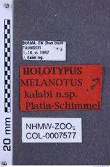 Etiketten zu Melanotus kalabi (NHMW-ZOO-COL-0007577)